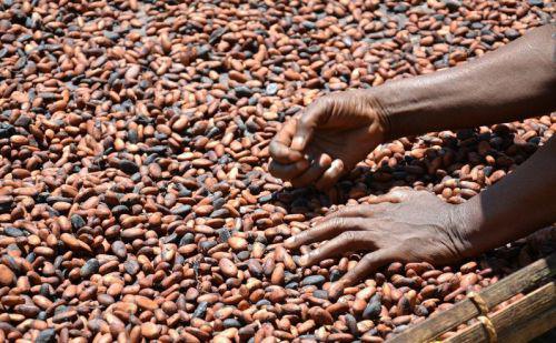 03/05/16   Olam prdit le dficit mondial en cacao le plus important depuis 1980